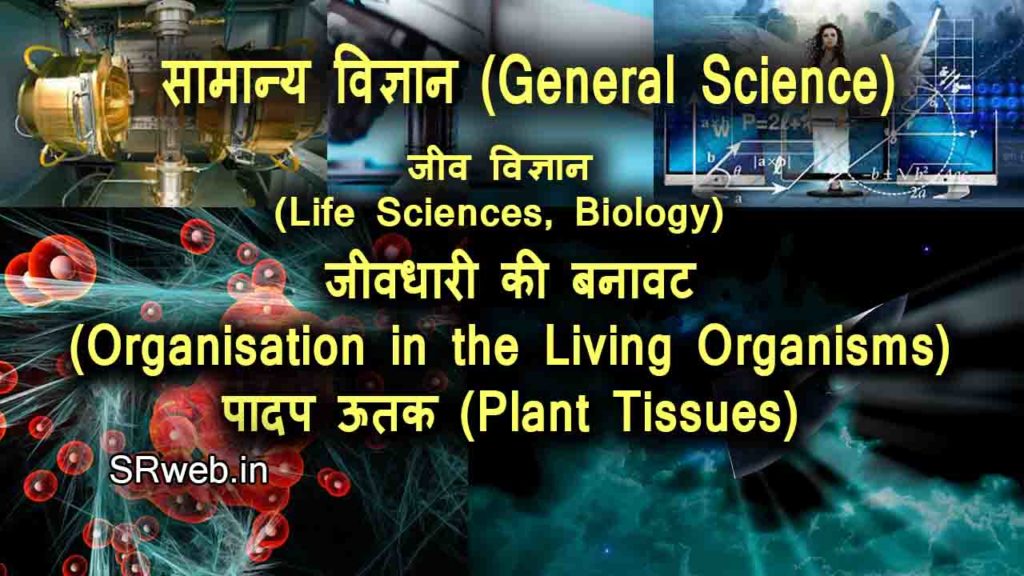 जीवधारी की बनावट (Organisation in the Living Organisms) पादप ऊतक Plant Tissues